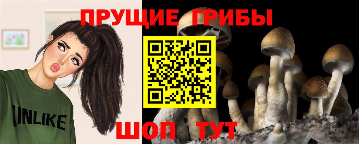 Псилоцибиновые грибы GOLDEN TEACHER Жигулёвск